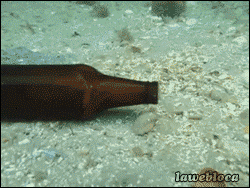 So+can+we+all+agree+that+octopi+are+aliens+on+earth%3F