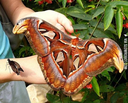 Largest+moth+in+the+world.