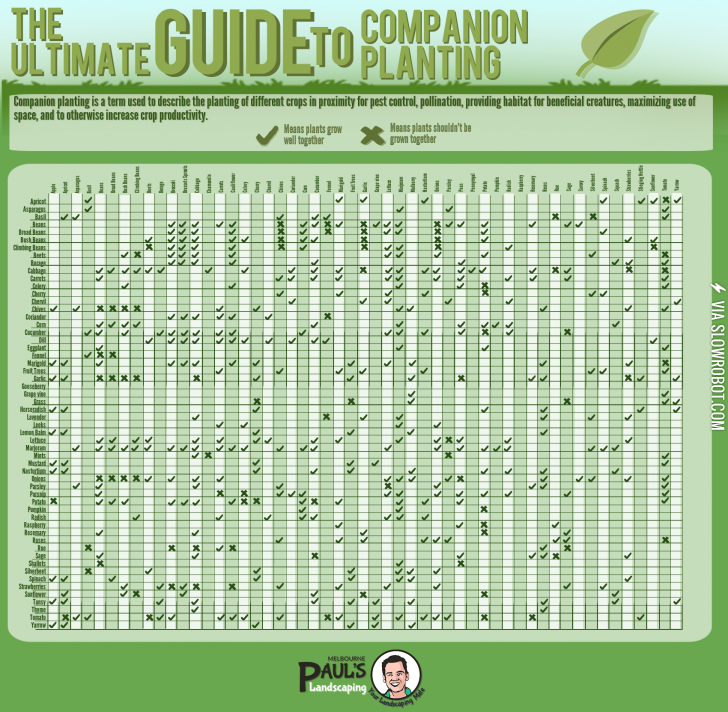 The+Big+Guide+To+Companion+Gardening+%28What+Plants+Grow+Well+Together%29
