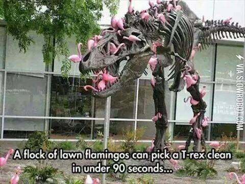 Lawn+Flamingos
