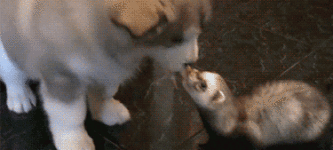 Husky+pup+stealing+from+a+ferret