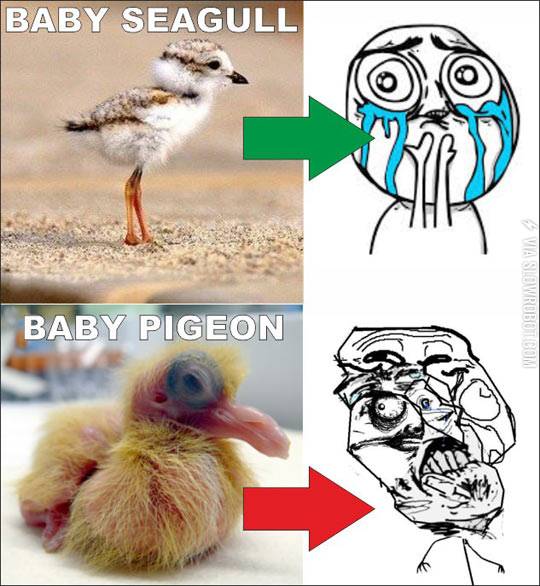 Baby+pigeons+are+ugly.