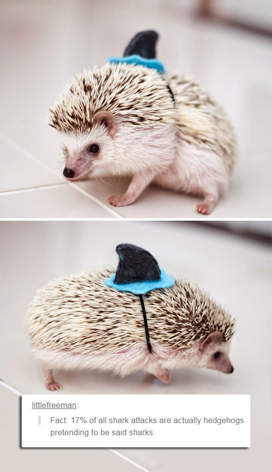 A+Fact+About+Hedgehogs