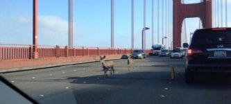 Today%2C+there+were+deer+on+the+Golden+Gate+Bridge