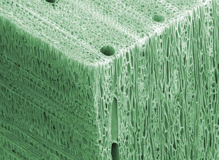 Wood+under+an+electron+microscope