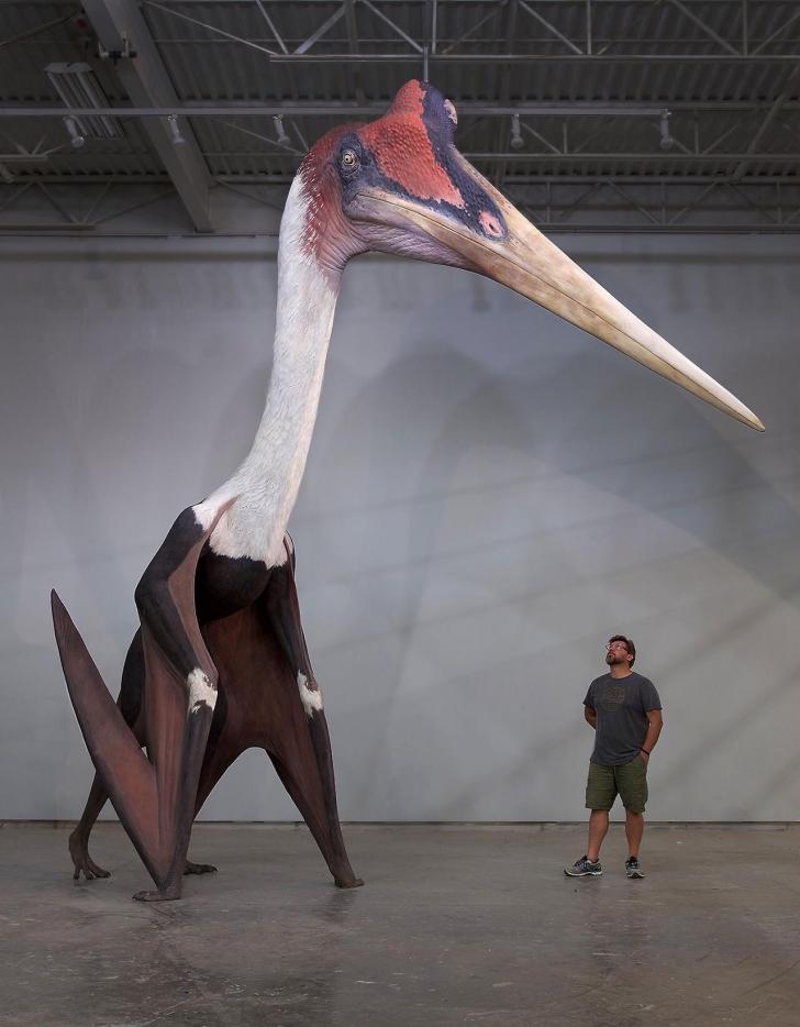 Quetzalcoatlus+northropi+model+next+to+a+1.8m+man.+The+largest+known+flying+animal+ever+exist.