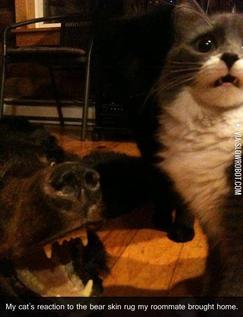 A+cat%26%238217%3Bs+life.