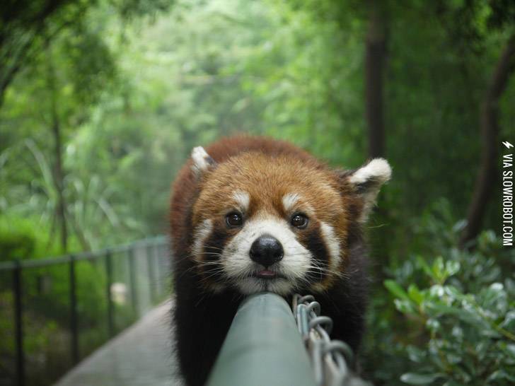 A+lazy+red+panda.