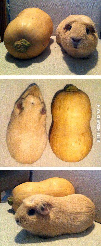 Guinea+pig+or+butternut+squash%3F