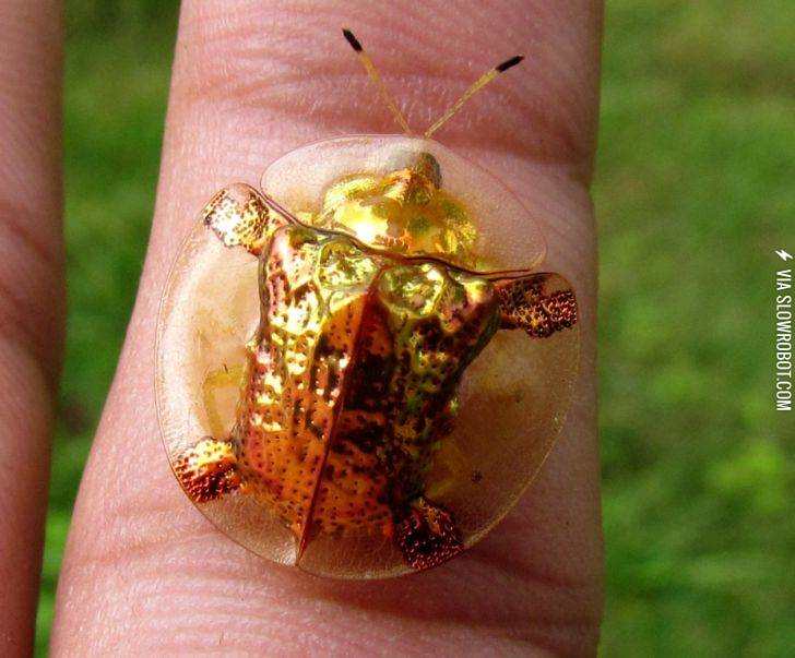 Golden+Tortoise+Beetle