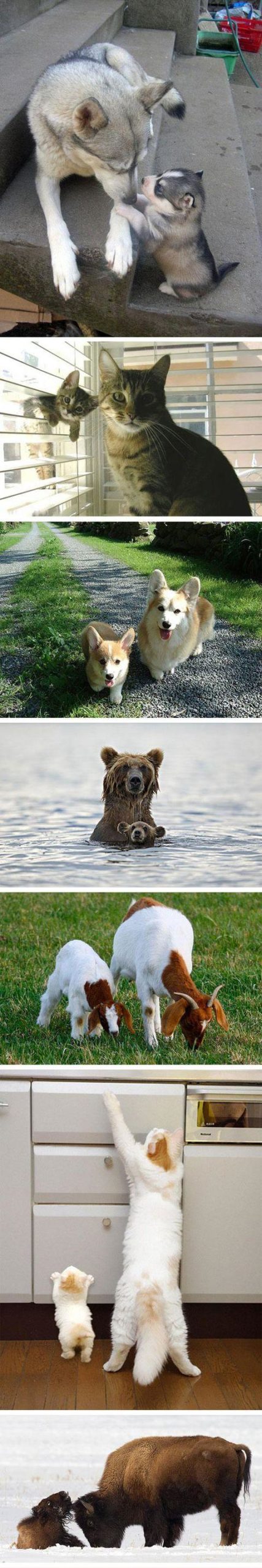 Cute+animals+and+mini+versions