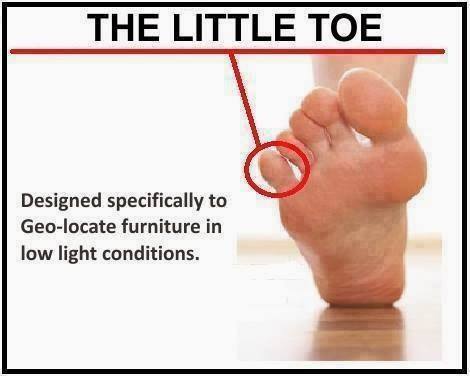 Even+the+little+toe+has+a+purpose