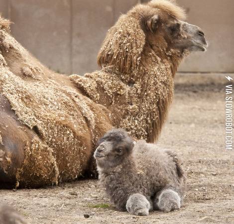 drumroll+please%26%238230%3B.baby+camels+has+begun+their+conquest+of+the+internets.