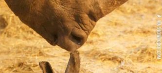 A+rhinoceros+calf