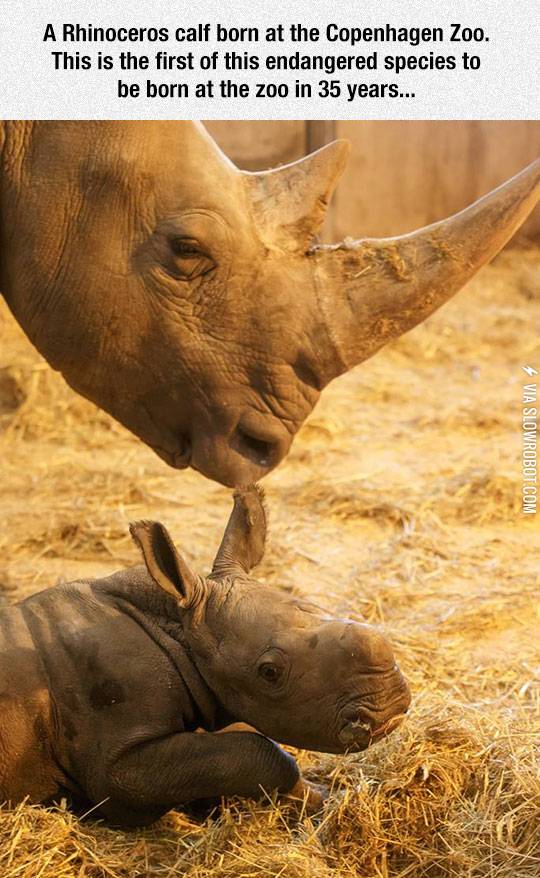 A+rhinoceros+calf