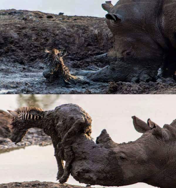 Rhino+helping+a+baby+zebra+out+of+the+mud