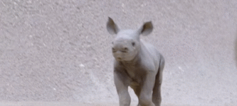 Baby+rhino%21