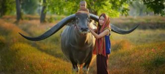 Farmer+Family+With+Buffalo%2C+Thailand