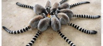 Lemur+love.