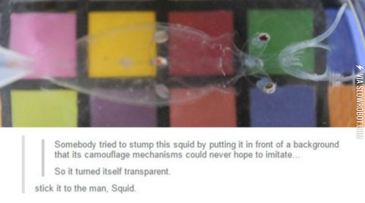 Awesome+squid+is+awesome.