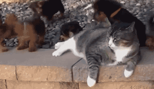 The+patience+of+a+cat