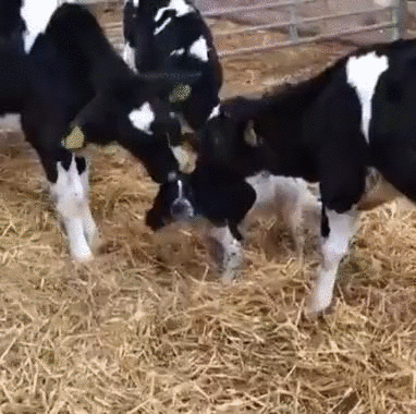 They+think+he%26%238217%3Bs+a+cow