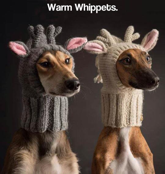 Warm+Whippets