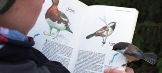 Bird+Lands+On+A+Book+About+Itself