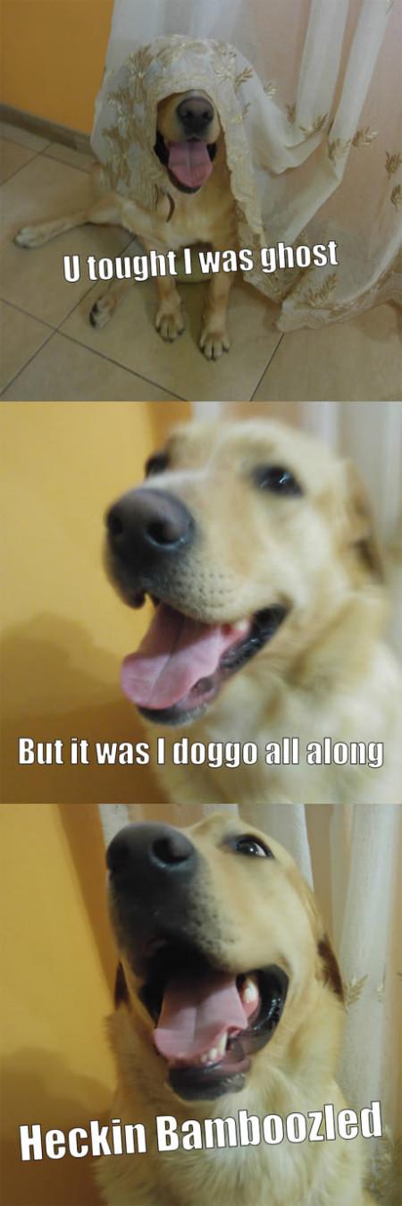 U+Thought+I+Was+Ghost+But+I+Was+Doggo%26%238230%3B