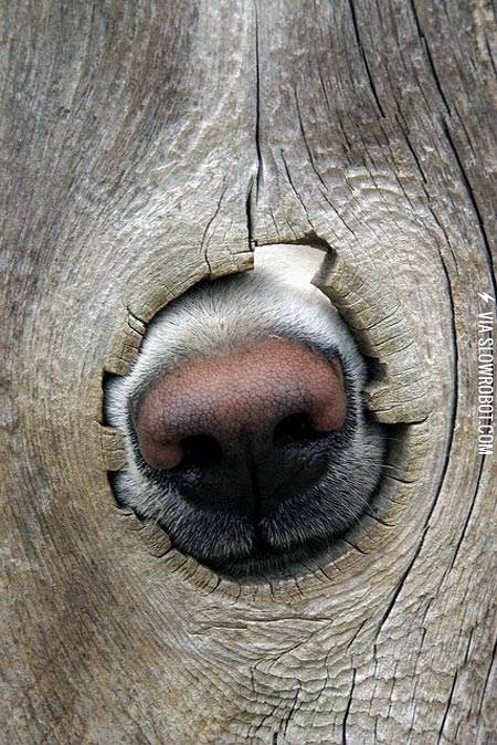 Just+met+my+neighbors+dog%26%238230%3B