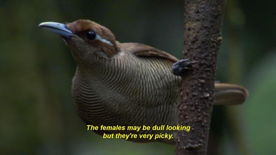 Online+Dating+explained+in+Planet+Earth