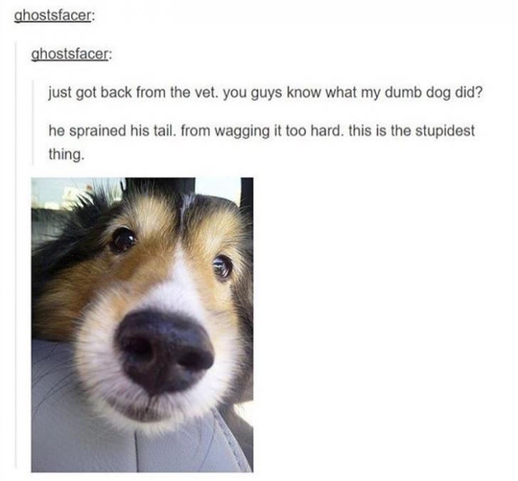 May+we+all+experience+happiness+like+this+dog+has