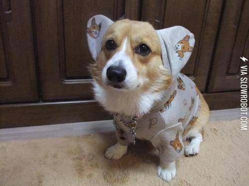 Just+a+corgi+in+corgi+pajamas.