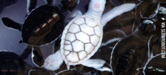 An+albino+baby+turtle