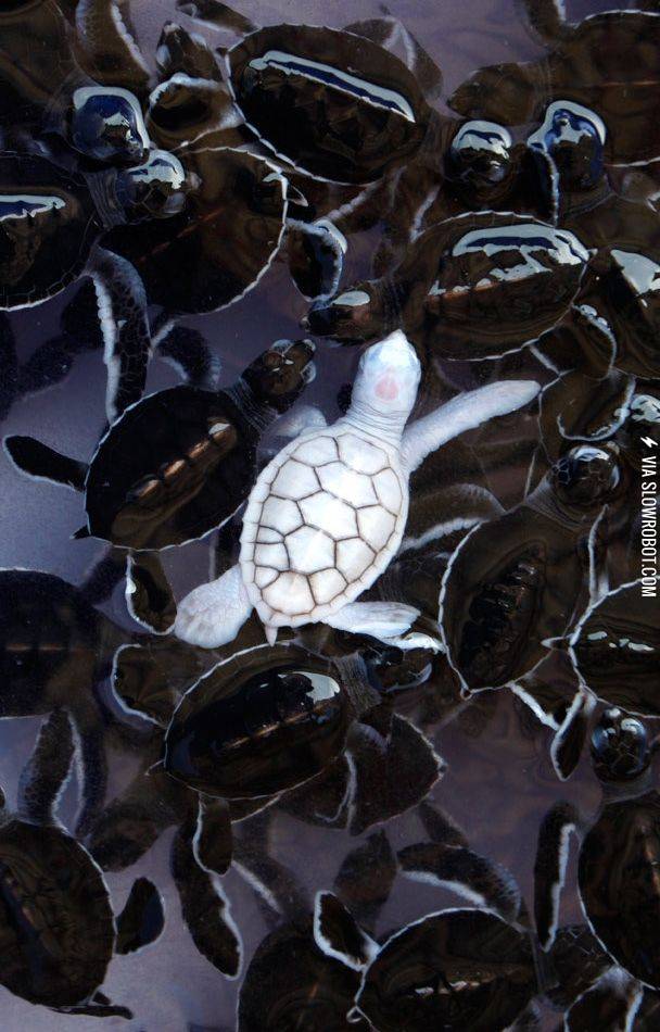 An+albino+baby+turtle