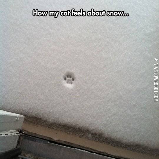 How+my+cat+feels+about+snow.