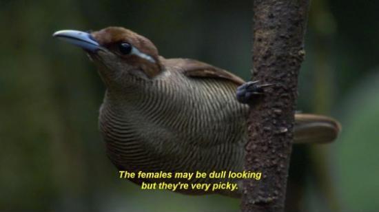 Online+Dating+explained+in+Planet+Earth