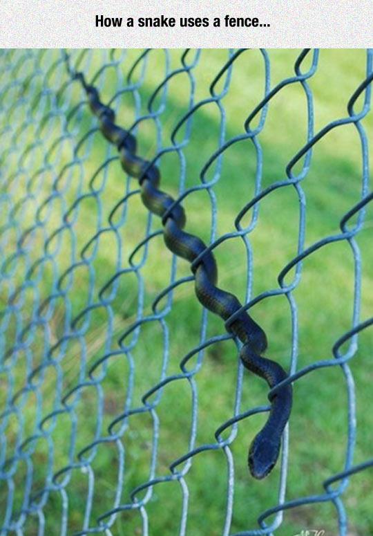 Danger+noodles+climb+fences