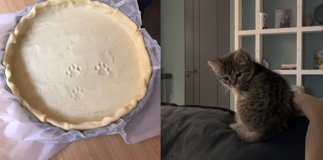 Plead+the+fifth%2C+kitty.