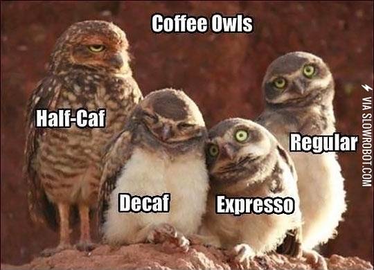 Coffee+Owls.