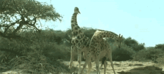 Giraffe+Fight