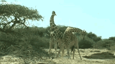 Giraffe+Fight