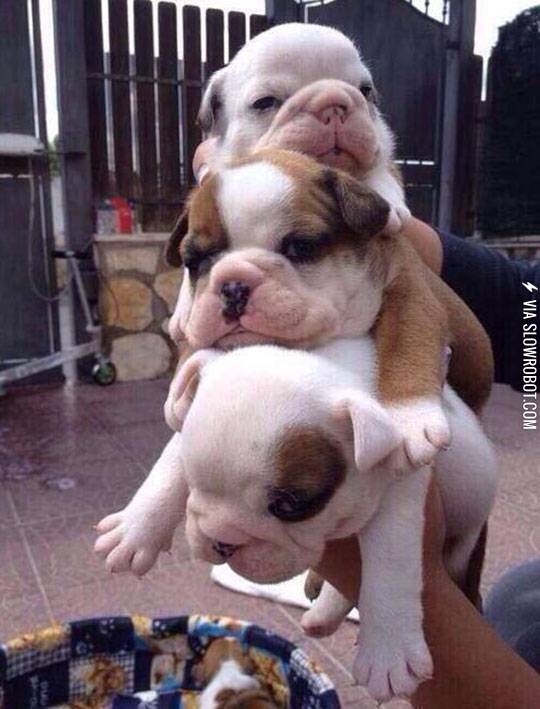 Puppy+pile