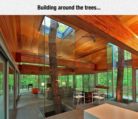 Building+around+the+trees