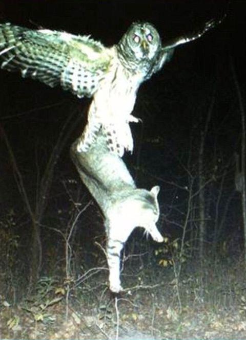 When+your+cat+is+accepted+in+Hogwarts