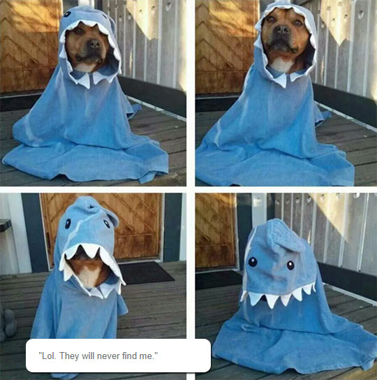 The+Very+Rare+Dog-Shark