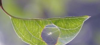 Spider+fixes+leaf