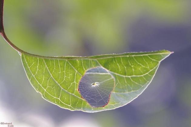 Spider+fixes+leaf
