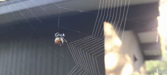 Spider+building+its+web