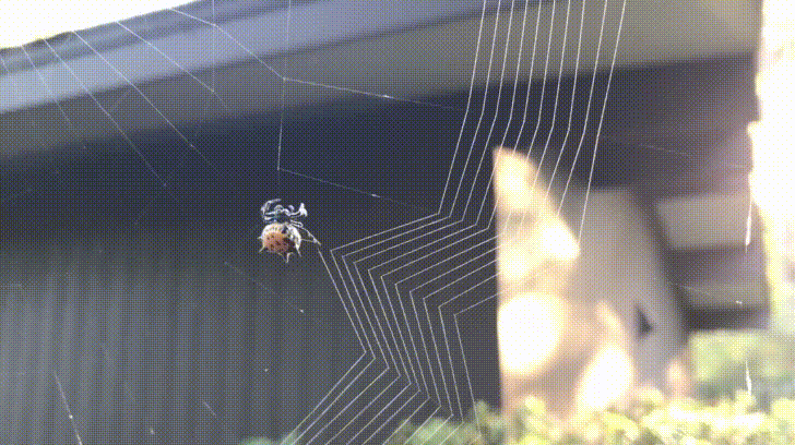 Spider+building+its+web